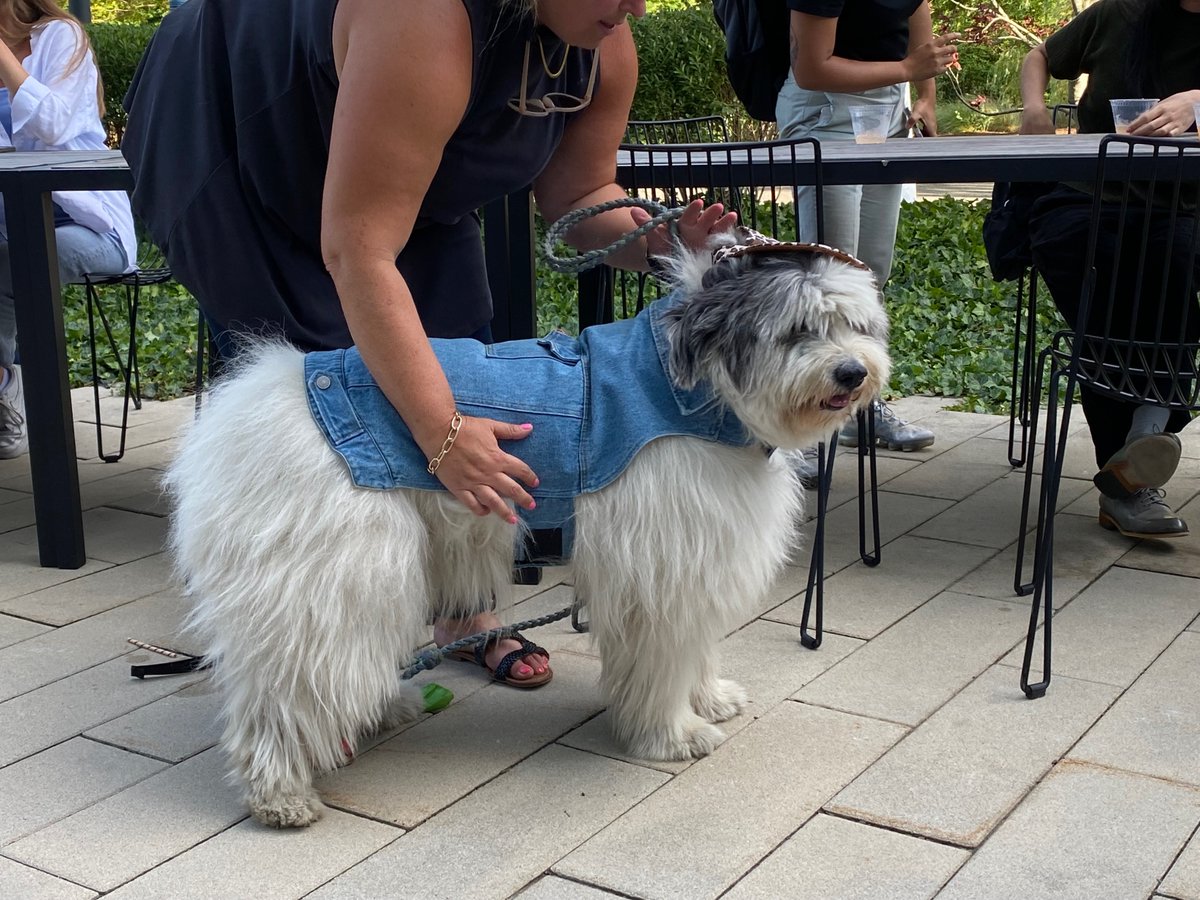 Our furry friends at the EF Boston office are celebrating summer with a pup-tastic fashion show 🐶