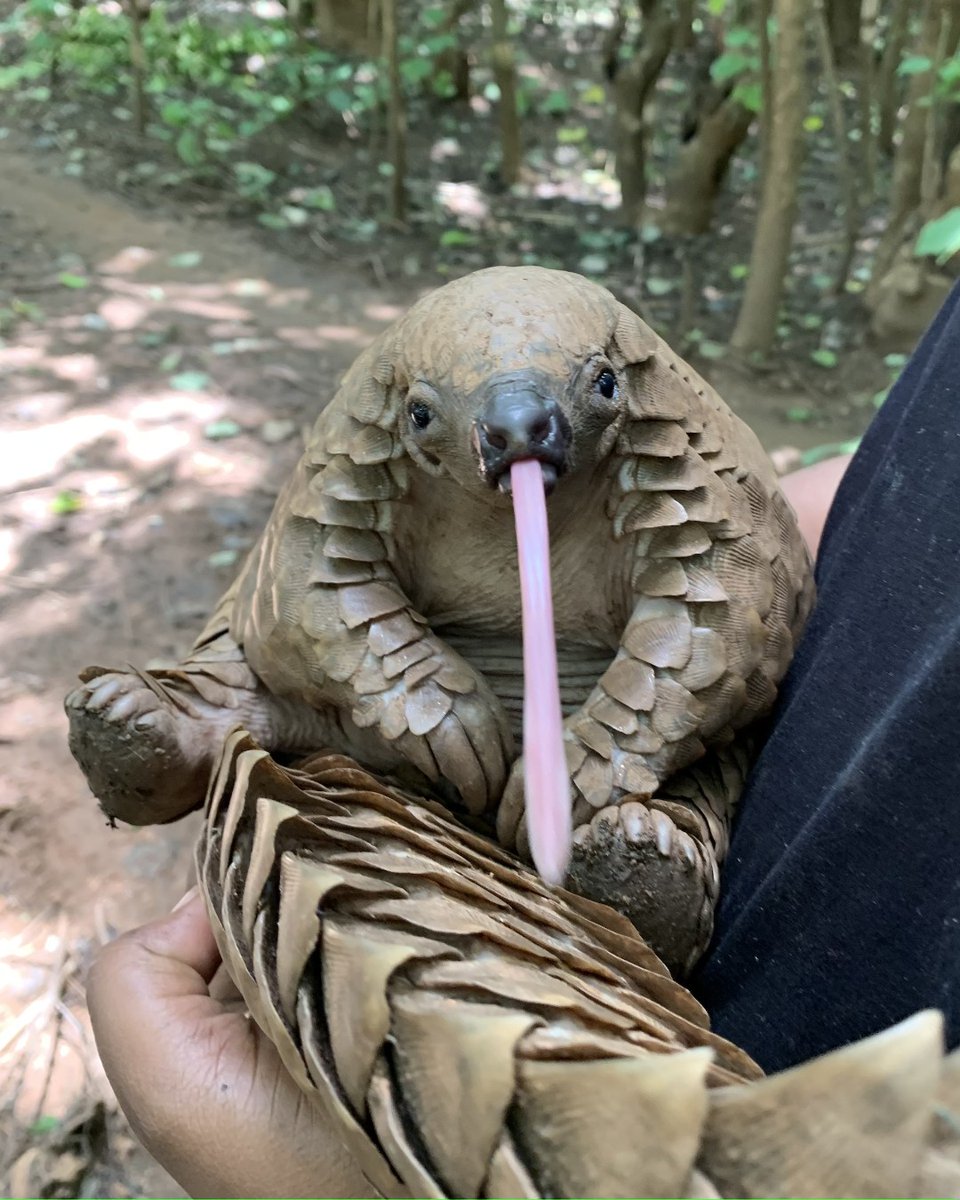 PangolinCrisis's tweet photo. 🔍 The ground pangolin

▪️ AKA the Cape pangolin
▪️ Listed as Vulnerable
▪️ The second largest of all pangolins
▪️ The only pangolin species found in eastern and southern Africa
▪️ They are an entirely terrestrial species

📷 Azza Schunmann https://t.co/BpgxIQwCzv