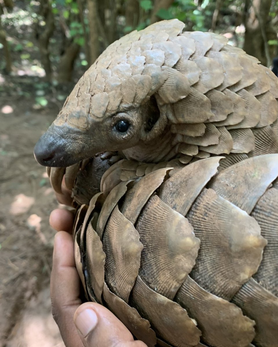 PangolinCrisis's tweet photo. 🔍 The ground pangolin

▪️ AKA the Cape pangolin
▪️ Listed as Vulnerable
▪️ The second largest of all pangolins
▪️ The only pangolin species found in eastern and southern Africa
▪️ They are an entirely terrestrial species

📷 Azza Schunmann https://t.co/BpgxIQwCzv