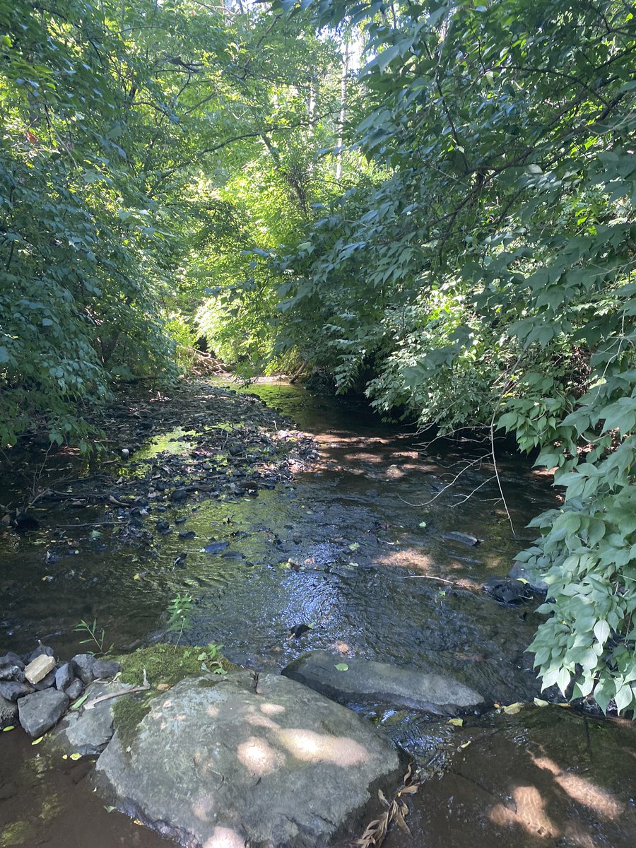 nsellers2's tweet photo. Good run through #LVRT to Cornwall! Always loved this little stream that runs between Cornwall Elementary &amp; Cornwall Borough Park! #greenspaces #sunisshining https://t.co/gT4f9hmSnq