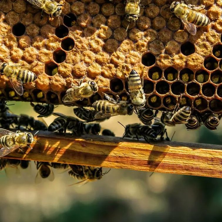 Bech Bretha (Bee Judgements) is a section of 7th century #Irish Brehon Laws devoted to #Beekeeping, down to #bee sting compensation. There's even a case of the bee-eating #hen, described as "hen offenses" 🐝 👀 🐔 If only they had our #Eyesonhives devices. Open and shut case! 😉