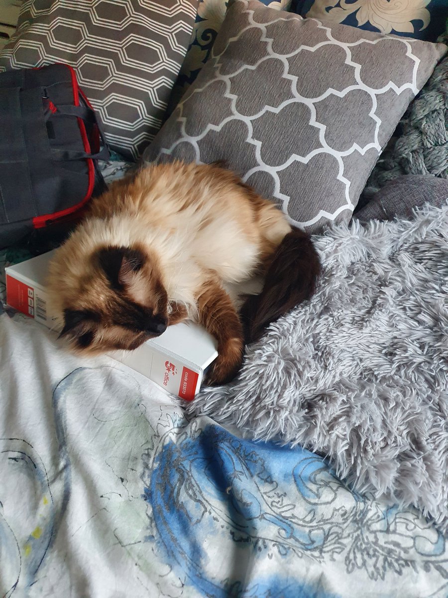 No, not the fluffy grey blanket you bought for me. The hard file that you need to look at. #ragdoll #RagdollsRule