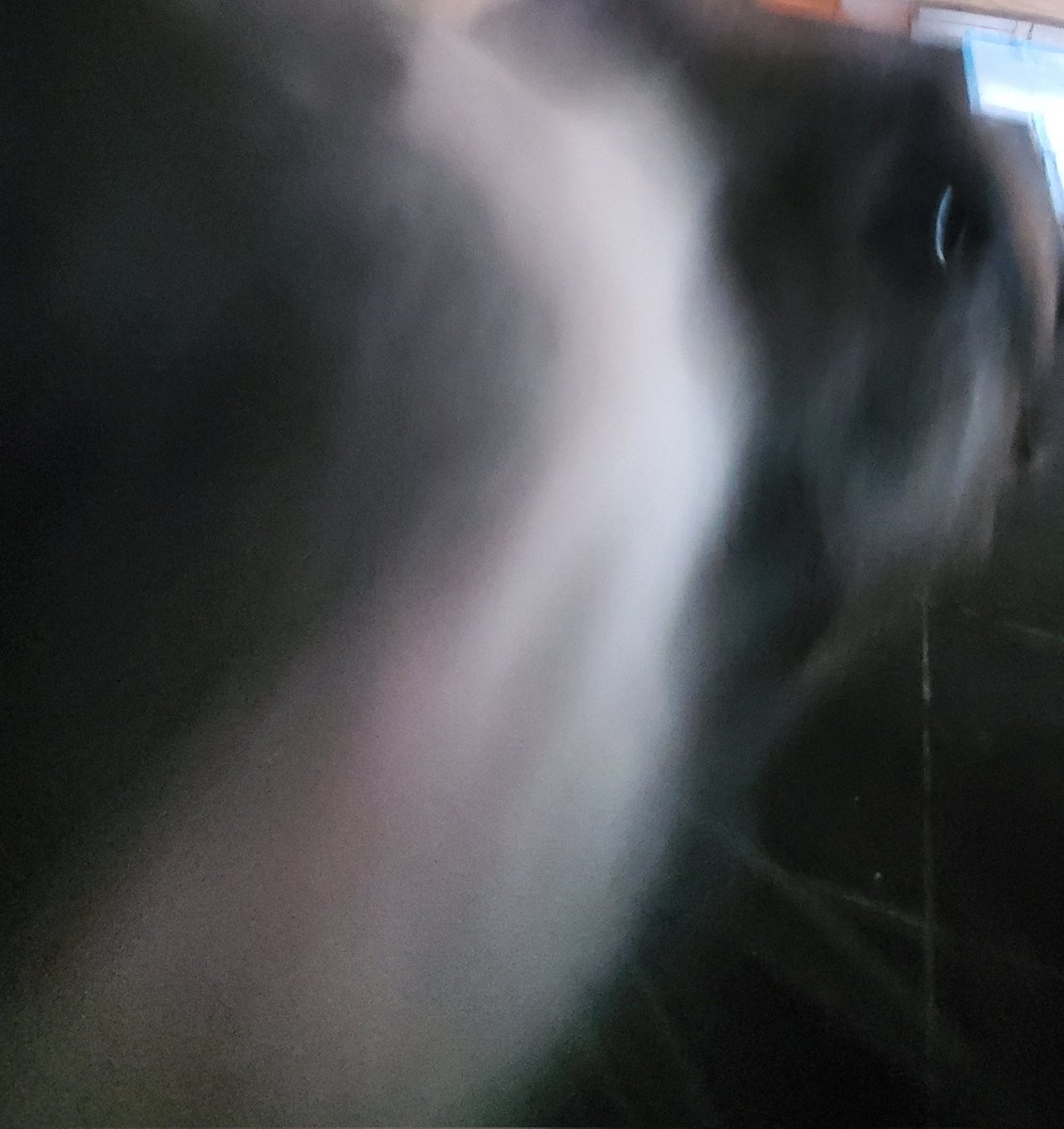 fnffan32's tweet photo. do you guys like my dog https://t.co/ZPWCO9LcrR