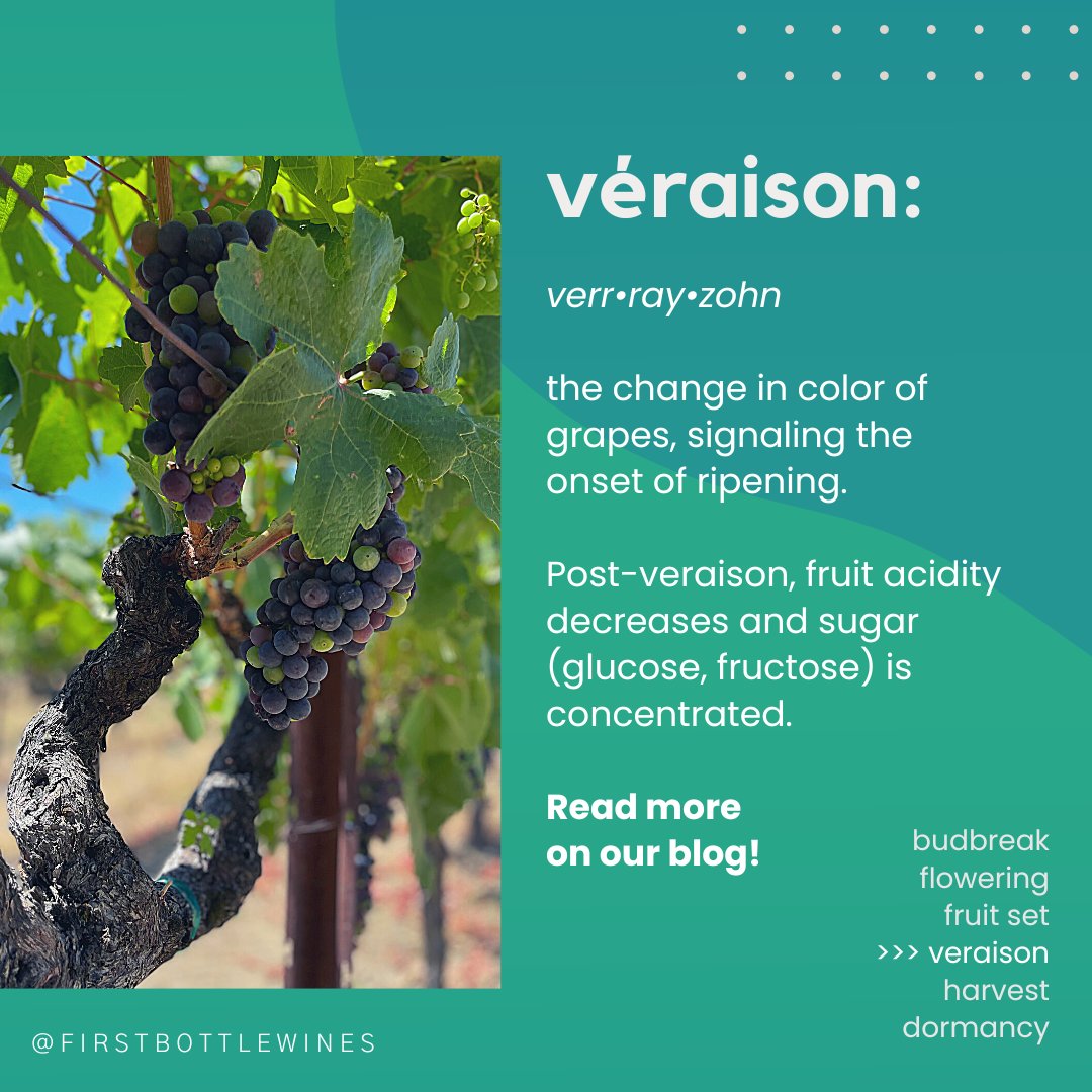 New blog post now live at First Bottle Uncorked-- Link in bio!
#veraison #viticulture #yearinthevineyard #winemaking101 #winemaker #napavalley #firstbottle #firstbottlewines #grapevine