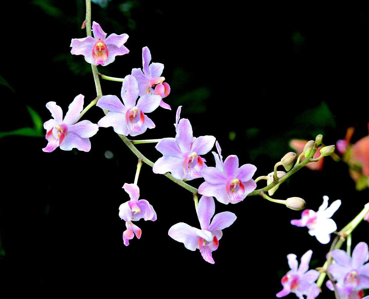 roykelley's tweet photo. Orchids, Lewis Ginter Botanical Garden, Richmond, Virginia USA IMG 0957
Canon PowerShot G11 Camera
Photograph by Roy Kelley
Roy and Dolores Kelley Photographs
#Orchids #Flowers #Gardens #LewisGinter #FlowerPhotography #OrchidPhotography https://t.co/AEGpeBj7cR