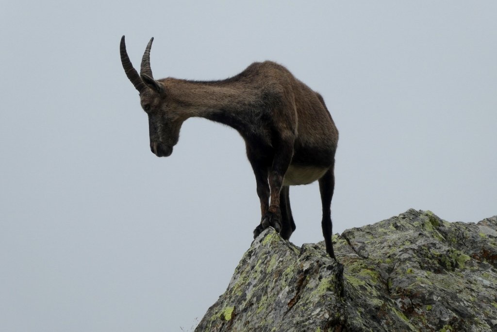 Beppeley's tweet photo. 1/2
Gli #stambecchi sono equlibristi delle rocce. La loro abilità ed agilità ci lascia senza parole.

Ma come fanno a stare in piedi sulle cenge più strette ed affilate? https://t.co/BFFidEymOd