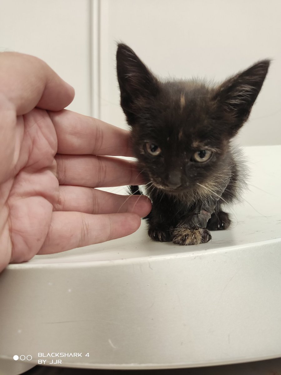 JavierJRochel's tweet photo. Encontrada hoy gatita de dos-tres semanitas abandonada y con una herida en la patita. Temperatura bien, parásitos externos bien, se le está poniendo antibióticos y antiinflamatorios y va a estar de "acogida" en una casa con dos perros.
@ZafiroProte @ElSindigato2021 https://t.co/zG3RWK0odK