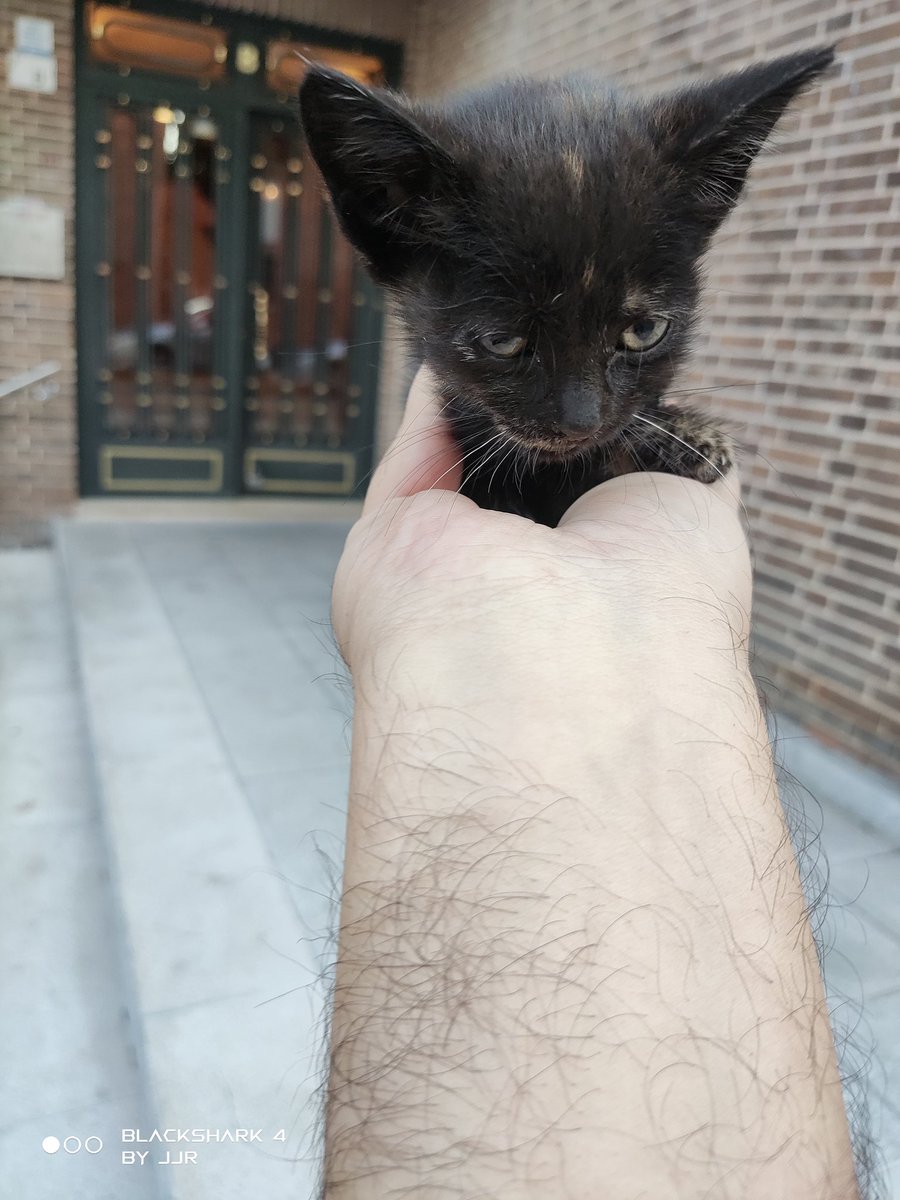 JavierJRochel's tweet photo. Encontrada hoy gatita de dos-tres semanitas abandonada y con una herida en la patita. Temperatura bien, parásitos externos bien, se le está poniendo antibióticos y antiinflamatorios y va a estar de "acogida" en una casa con dos perros.
@ZafiroProte @ElSindigato2021 https://t.co/zG3RWK0odK