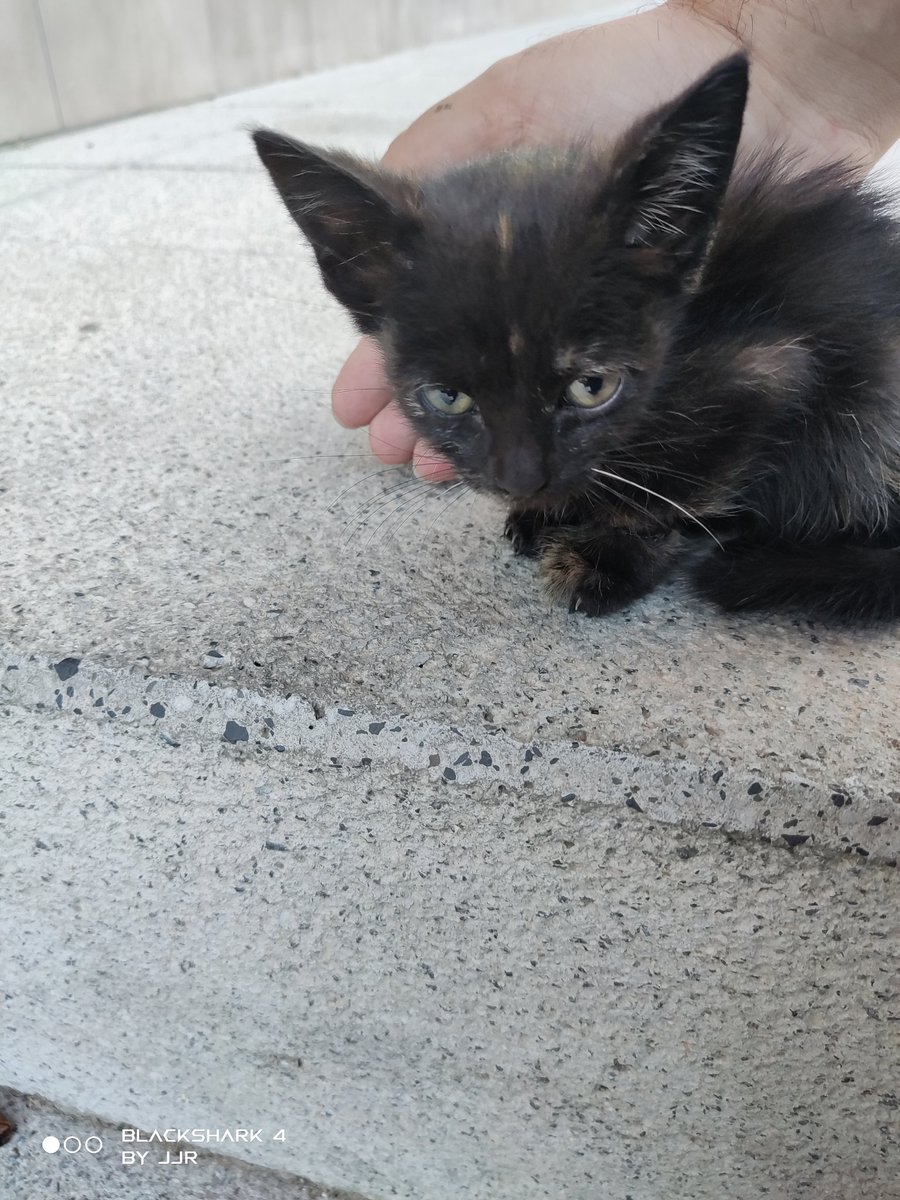 JavierJRochel's tweet photo. Encontrada hoy gatita de dos-tres semanitas abandonada y con una herida en la patita. Temperatura bien, parásitos externos bien, se le está poniendo antibióticos y antiinflamatorios y va a estar de "acogida" en una casa con dos perros.
@ZafiroProte @ElSindigato2021 https://t.co/zG3RWK0odK