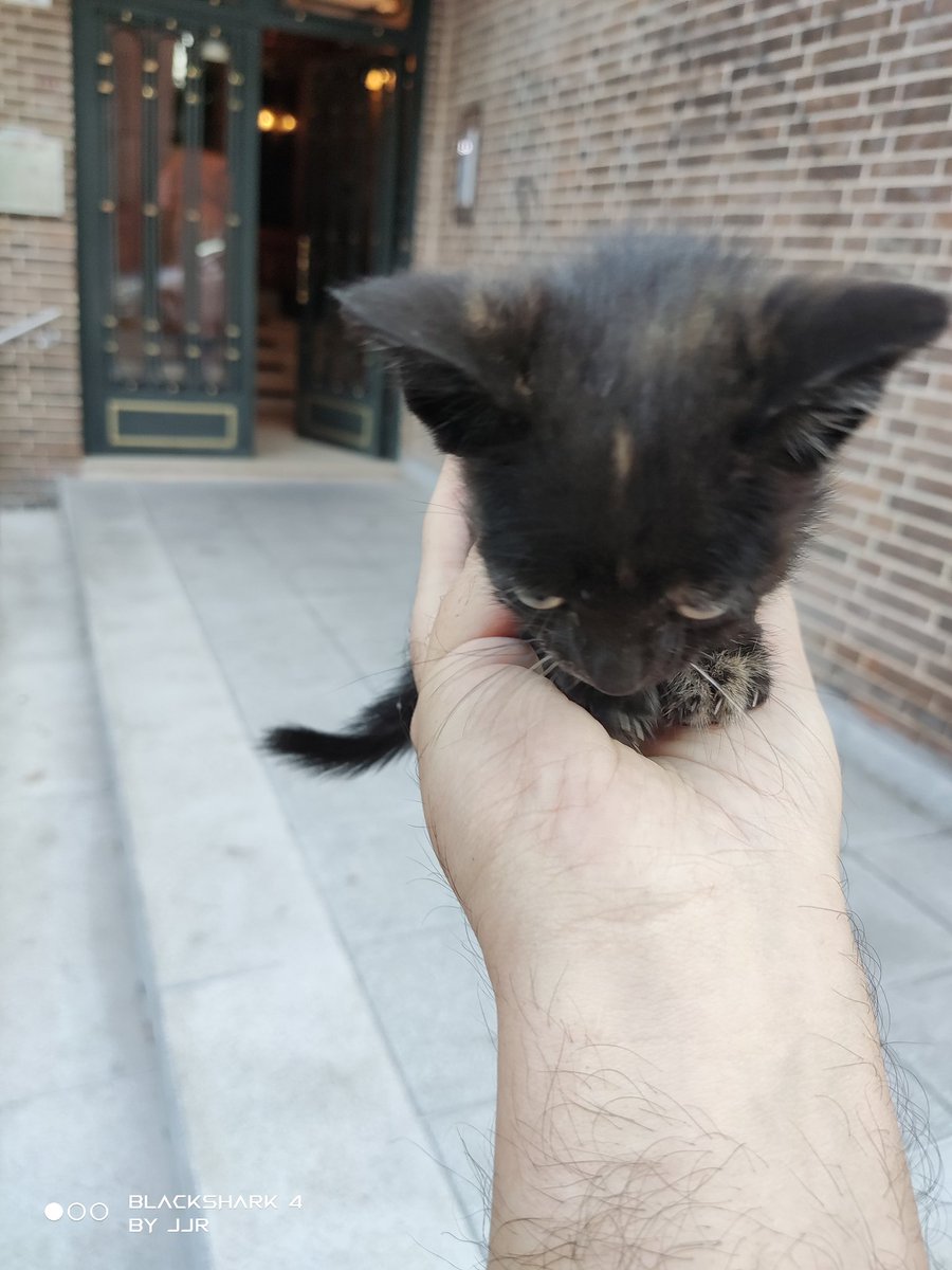 JavierJRochel's tweet photo. Encontrada hoy gatita de dos-tres semanitas abandonada y con una herida en la patita. Temperatura bien, parásitos externos bien, se le está poniendo antibióticos y antiinflamatorios y va a estar de "acogida" en una casa con dos perros.
@ZafiroProte @ElSindigato2021 https://t.co/zG3RWK0odK