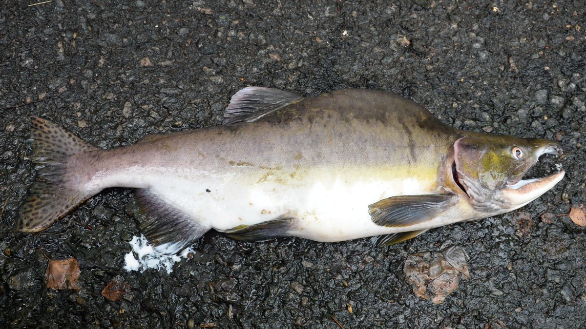 Tom Staveley tweet media