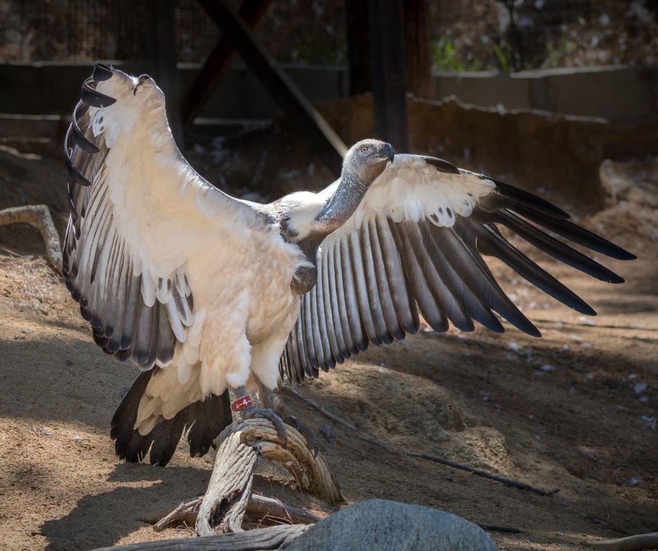 LAZoo's tweet photo. … as well as the development of a beautiful new #CapeVulture habitat, a refurbished #TrumpeterSwan habitat, and a study to develop design guidelines on #accessible and #inclusive restrooms. We look forward to enhancing the Zoo for the benefit of all! 4/4 

#LAisForEveryone https://t.co/43KM6umkFY