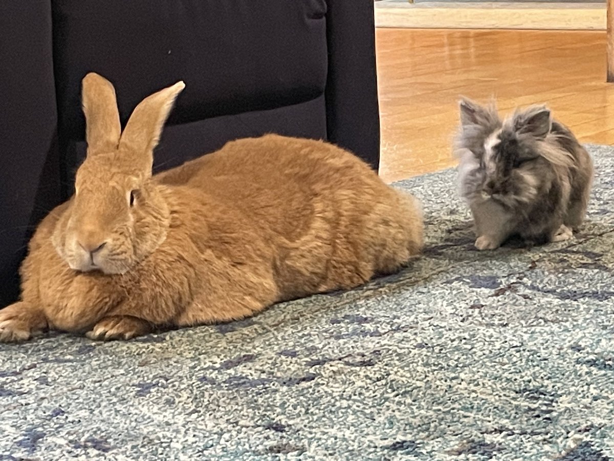 Ashlee_withanE's tweet photo. Silver Bun Bunette had the cutest lil date with @AThegreat100 last night. They shared some carrot tops and lavender, and ever the gentleman, Alex gave her a lift in his ride. 🐰❤️🐰 #silverbun #bunnylove #sf https://t.co/r0MeOBuIg1