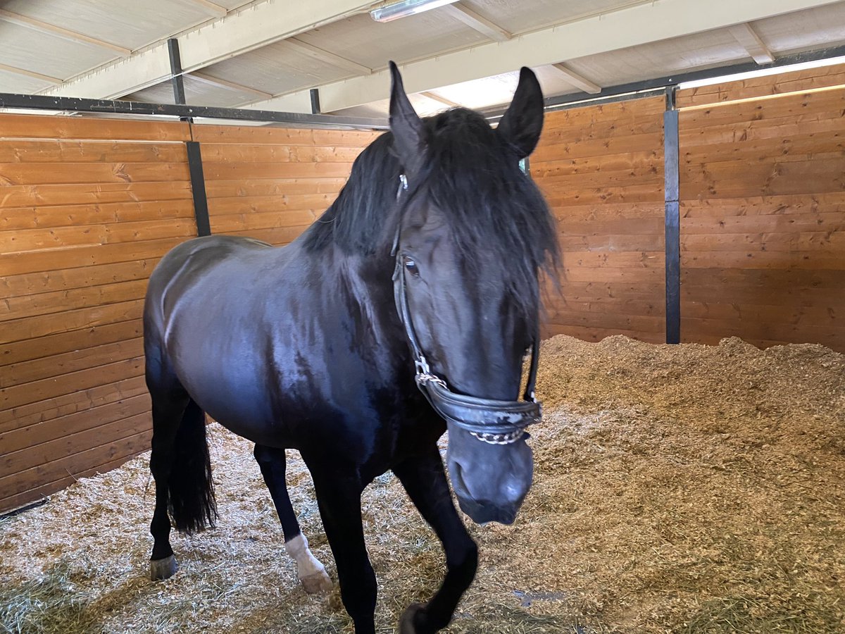 k2showsandiego's tweet photo. Kris made a new friend this weekend up at the Venue. Wedding Helper Boy and now Stable Boy.
Hear about it on this weeks episode.
https://t.co/ecK4uinR4K
#podcast #horses #weddings #family #workbusiness #ranch #horsestables #PodernFamily #PodcastRecommendations #newepisode https://t.co/I3TmOTVWuU