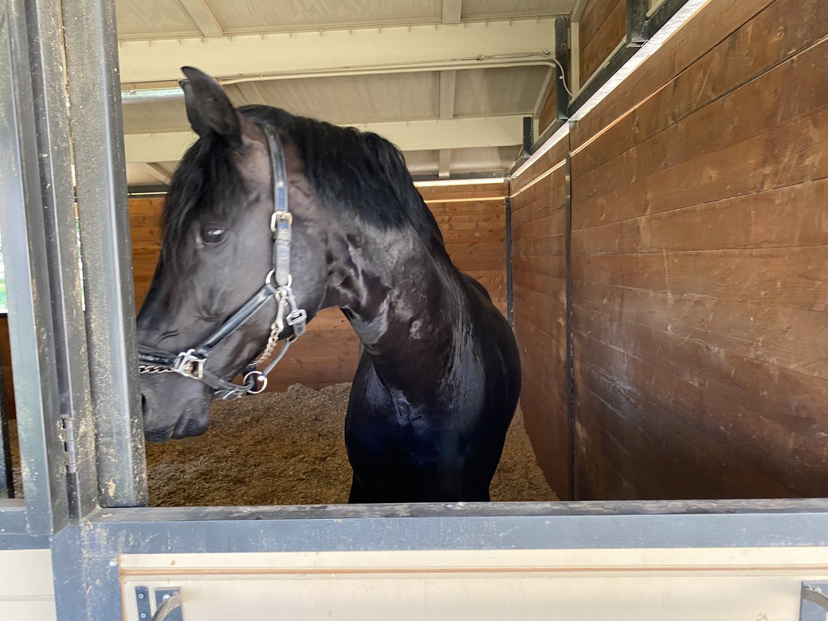 k2showsandiego's tweet photo. Kris made a new friend this weekend up at the Venue. Wedding Helper Boy and now Stable Boy.
Hear about it on this weeks episode.
https://t.co/ecK4uinR4K
#podcast #horses #weddings #family #workbusiness #ranch #horsestables #PodernFamily #PodcastRecommendations #newepisode https://t.co/I3TmOTVWuU