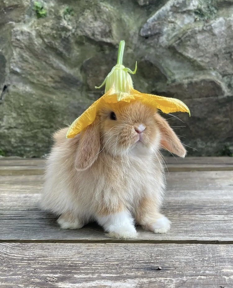 peacozy's tweet photo. bunny with flower hats https://t.co/vFfN14I6kv
