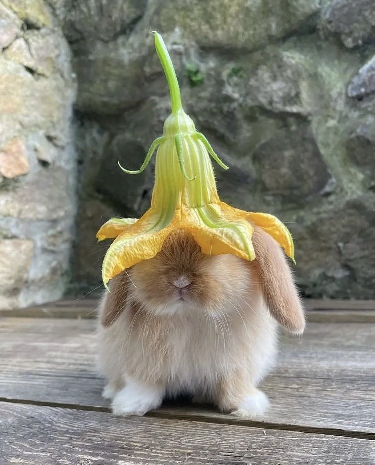 peacozy's tweet photo. bunny with flower hats https://t.co/vFfN14I6kv
