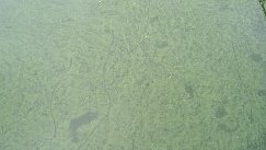 PEIPublicSafety's tweet photo. 1/4 CPHO is warning Islanders of the presence of blue–green algae in Black Pond, Souris. Blue-green algae may form scum on the surface of freshwater ponds or lakes and can cause skin rashes and irritation of the eyes of swimmers.  
@InfoPEI https://t.co/wVLmrvRYd1