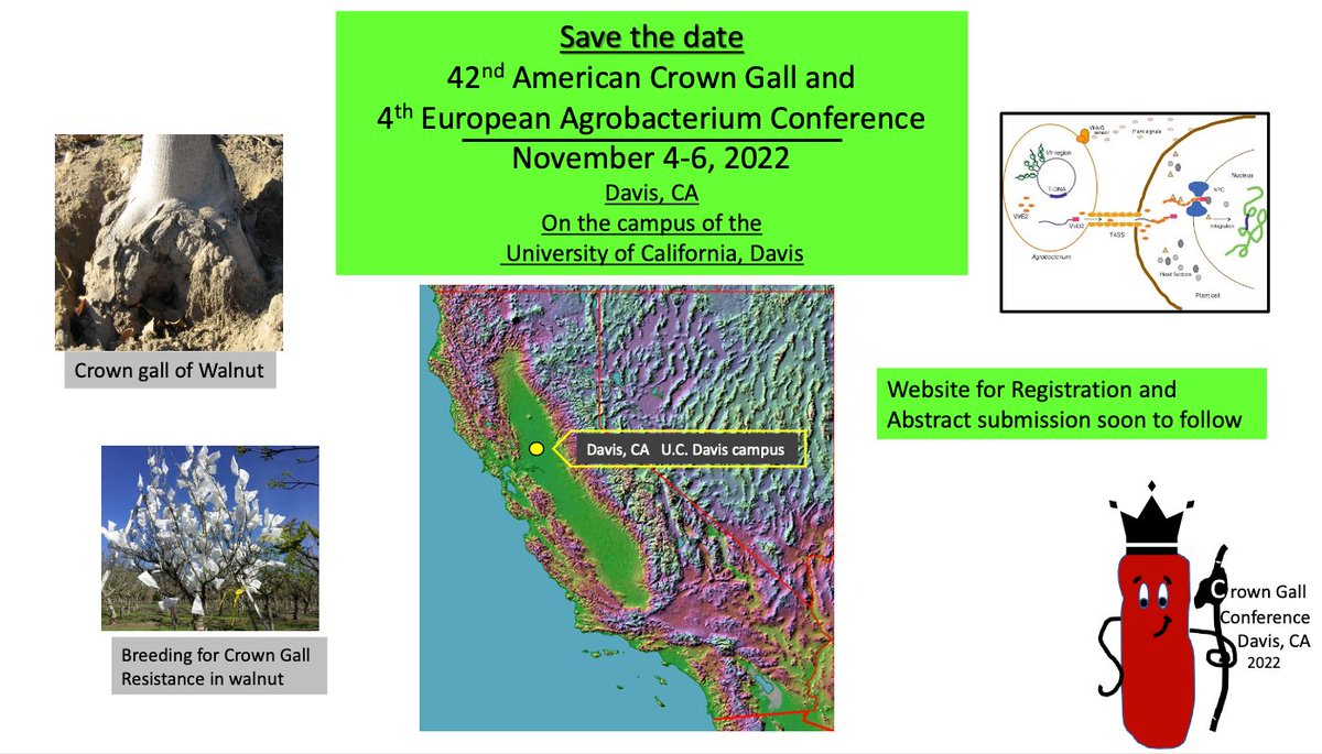 crowngallconf22's tweet photo. Save the date! The 42nd American Crown Gall and 4th European Agrobacterium Conference will be held on November 4-6, 2022 at UC Davis. A website for registration and abstract submission will be posted soon. https://t.co/Zq8EJOE8dU