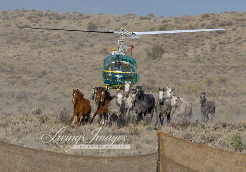 pferderesonanz's tweet photo. Wild Hoofbeats:   Colorado’s Wild Horses Need to be Protected from the BLM https://t.co/4Rof6pDQR9 powered by https://t.co/NngGyrFOIe https://t.co/tUGb4V1zNC