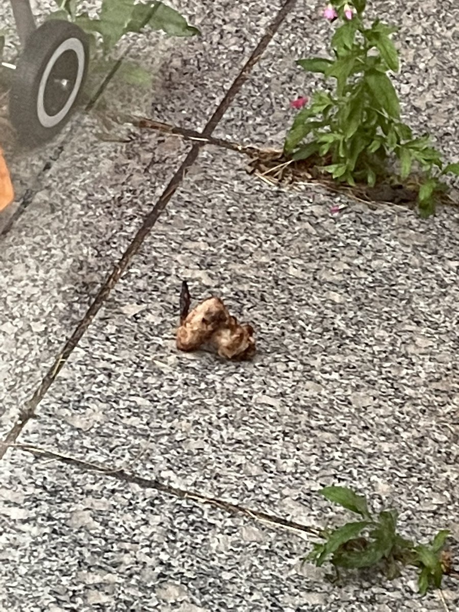 Michael Green tweet media