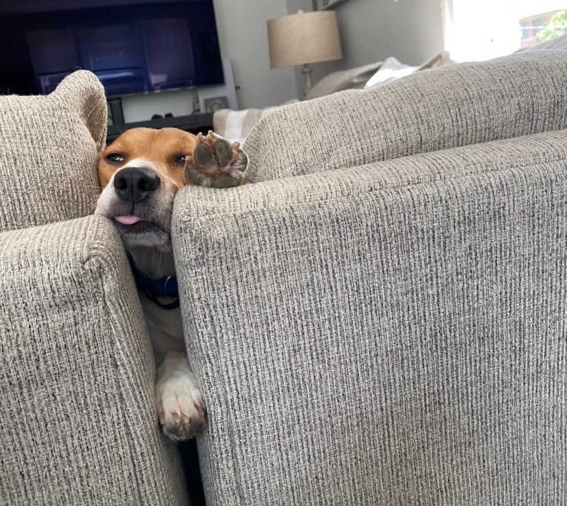 AWLAArlington's tweet photo. Our #envigobeagles have been getting the hang of the world, but clearly sofas are still a little confusing…😂 https://t.co/USHqRzFMdq
