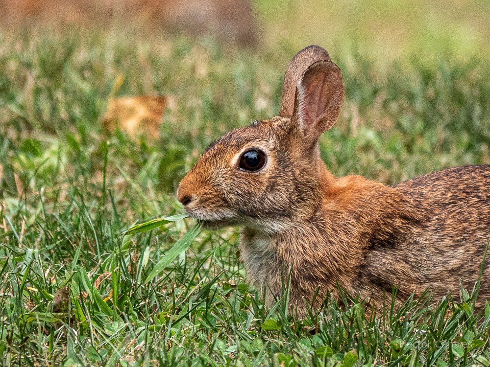 Eastern cottontail rabbit chewing on some grass

#bunny #cottontail #EasternCottontail #nature #naturelovers #nature_lover #NaturePhotography #bunnies #rabbits #rabbitlovers #wildlife #wildlifephotography #wildlifeupclose