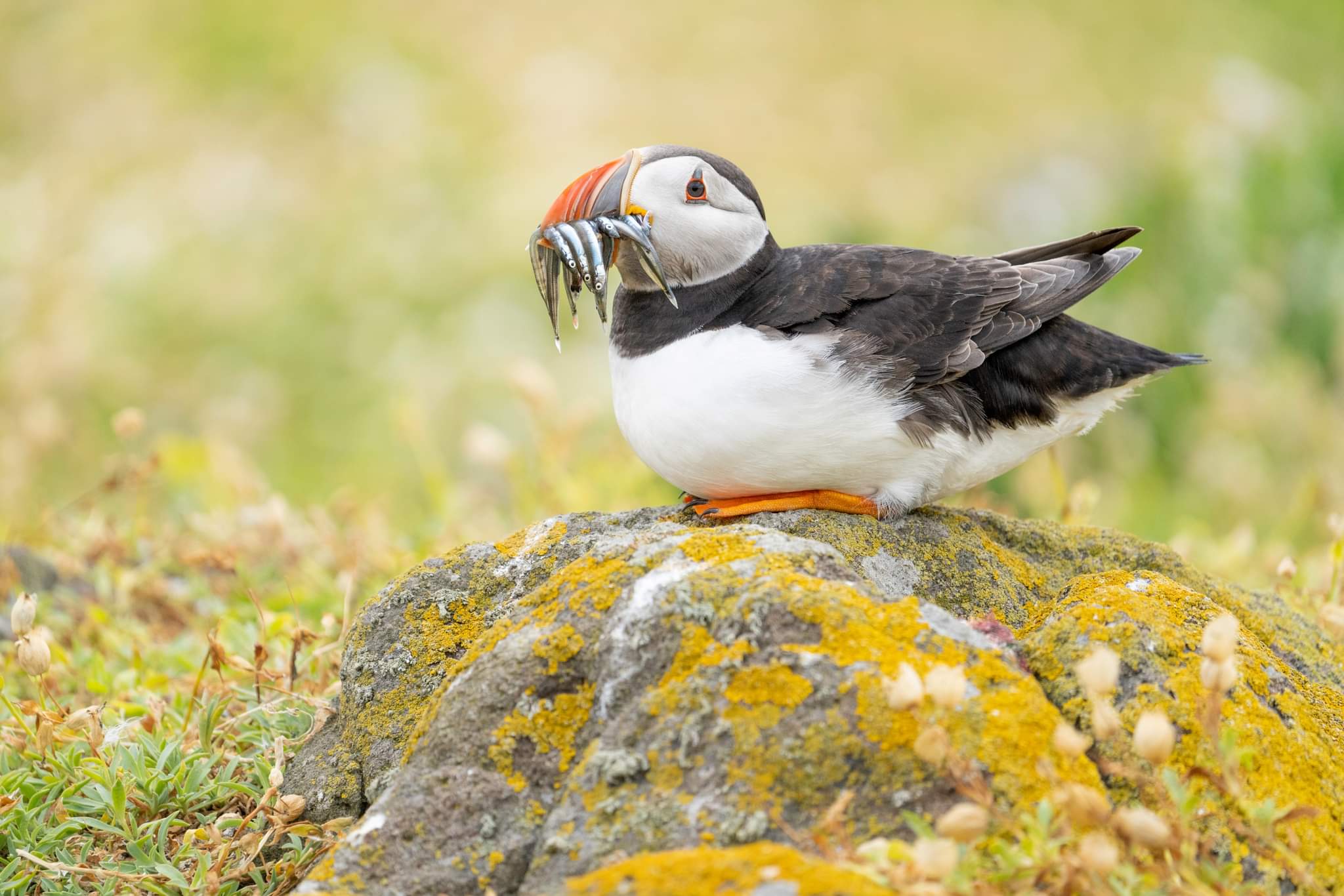 Sam Langlois on Twitter: