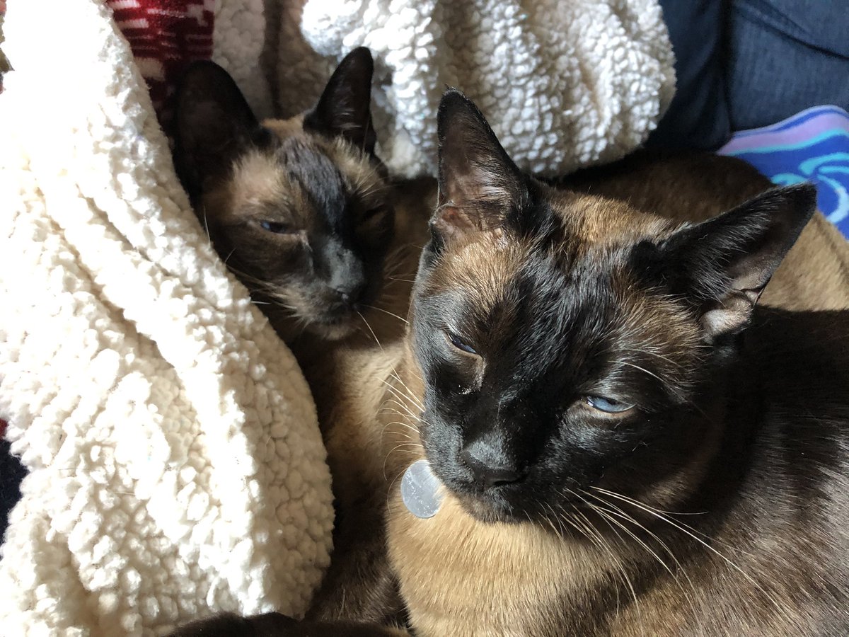 Cuddly boys
#SiameseCats #CatsOfTwitter