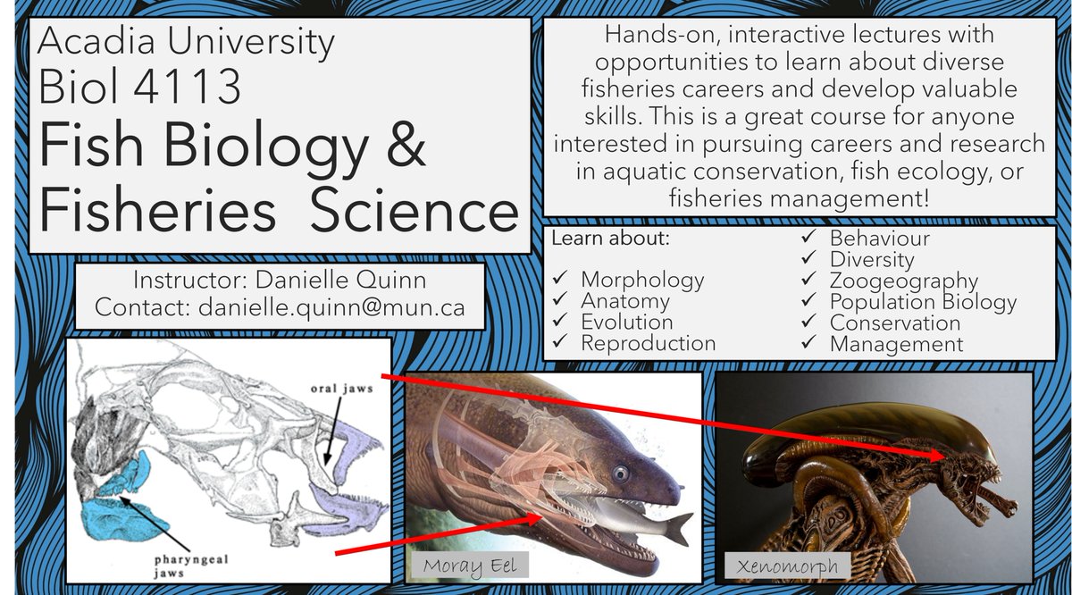daniellequinn88's tweet image. Looking forward to teaching BIOL4113 Fish Biology & Fisheries Science again in Jan 2023!
🐟🐠🐡🦈
Psst @AcadiaU students - there are still seats left! If you don't have the listed prereqs, feel free to email me to discuss joining the course
#fishsci #fisheries #fish #ecology