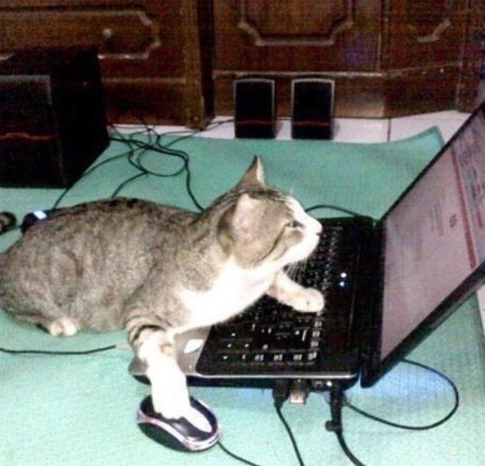 Cat Dealer On Twitter Https T Co Gqvephyo0u Twitter