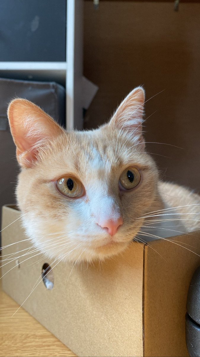 florineplr's tweet photo. ⚠️PERDU CHAT⚠️ mon chat roucky a disparu, ce n’est pas dans ses habitudes de ne pas rentrer.                      Il n’a pas de collier.                        Secteur Hornaing, si vous l’avez vu ou retrouvé vous pouvez me contacter !        Merci https://t.co/GRl1fx3W6S