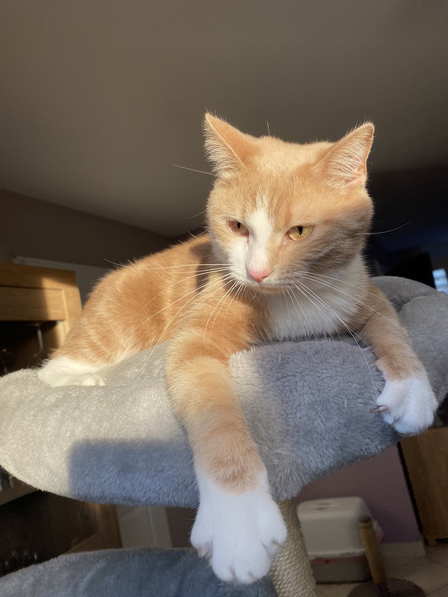 florineplr's tweet photo. ⚠️PERDU CHAT⚠️ mon chat roucky a disparu, ce n’est pas dans ses habitudes de ne pas rentrer.                      Il n’a pas de collier.                        Secteur Hornaing, si vous l’avez vu ou retrouvé vous pouvez me contacter !        Merci https://t.co/GRl1fx3W6S