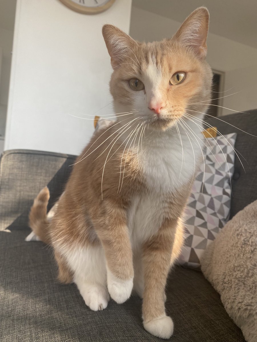 florineplr's tweet photo. ⚠️PERDU CHAT⚠️ mon chat roucky a disparu, ce n’est pas dans ses habitudes de ne pas rentrer.                      Il n’a pas de collier.                        Secteur Hornaing, si vous l’avez vu ou retrouvé vous pouvez me contacter !        Merci https://t.co/GRl1fx3W6S