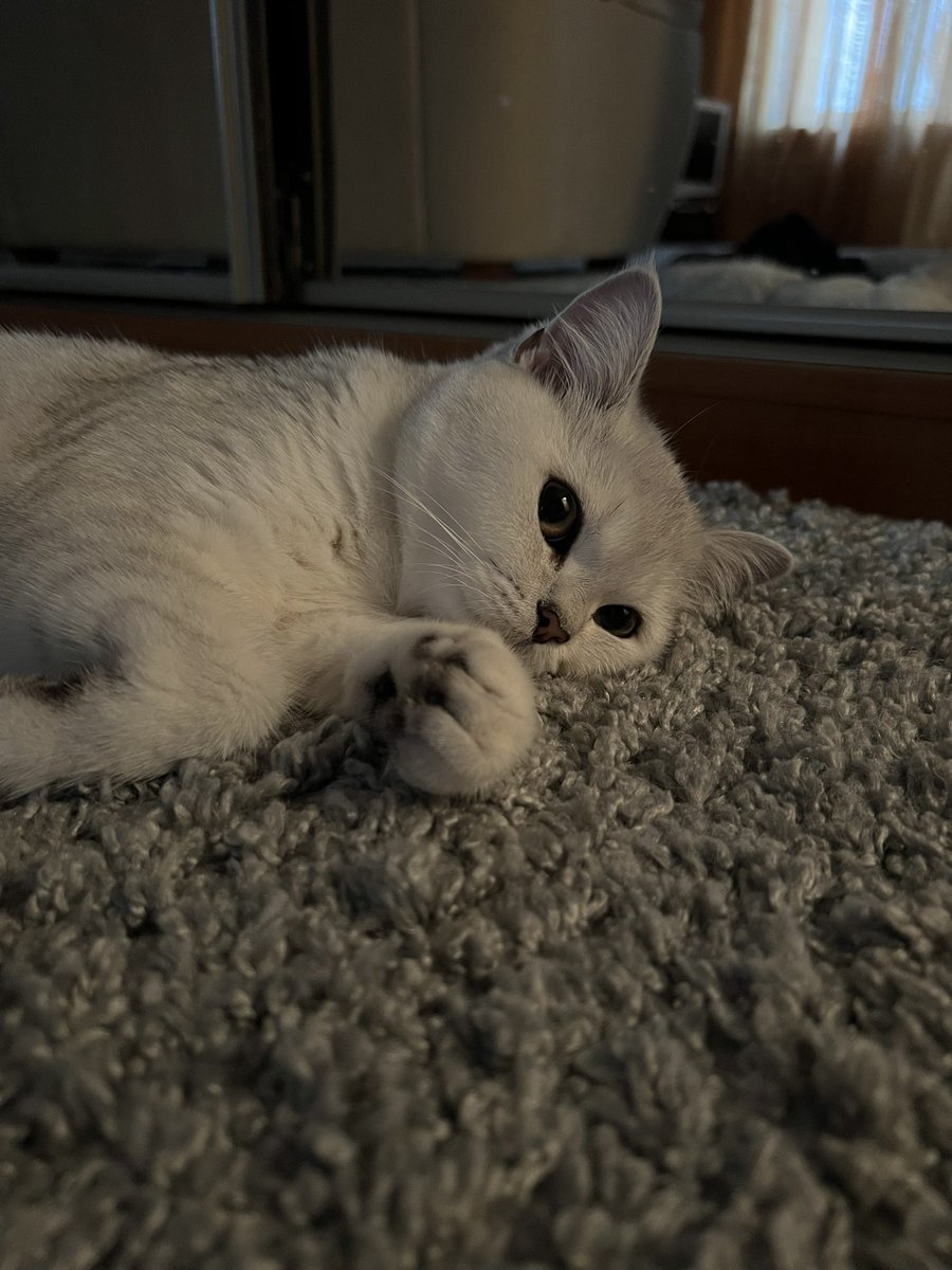 Yaroslava tweet media