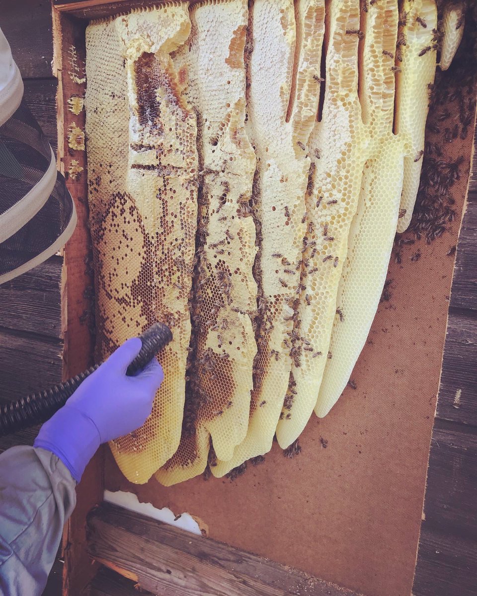 heathfarmhouse's tweet photo. No matter how many I see ๐ฅฐ
A honey bees natural colony is truly breathtaking ๐๐
Removal & Rehome
Going to live there life on a truly organic farm #organic #Farming
#livebeeremoval #bee #bbka #beekeping https://t.co/lWxHnjILKs
