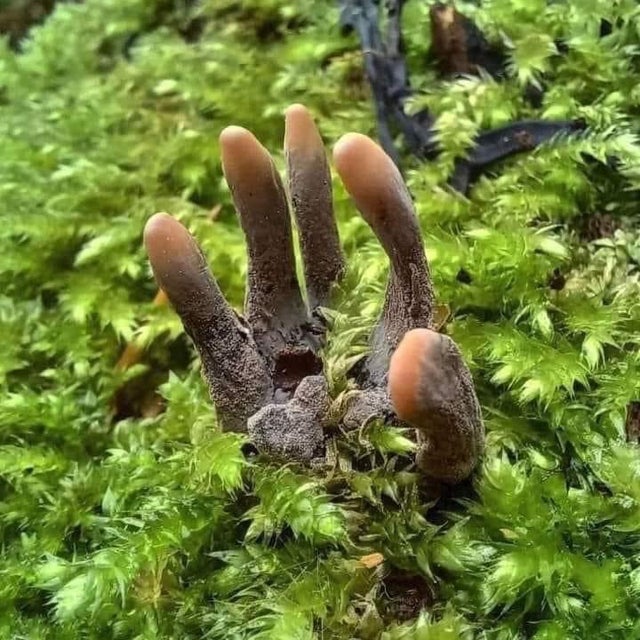 deathbyhibachi's tweet image. Fungus Xylaria polymorpha...a.k.a. Dead Man's Fingers