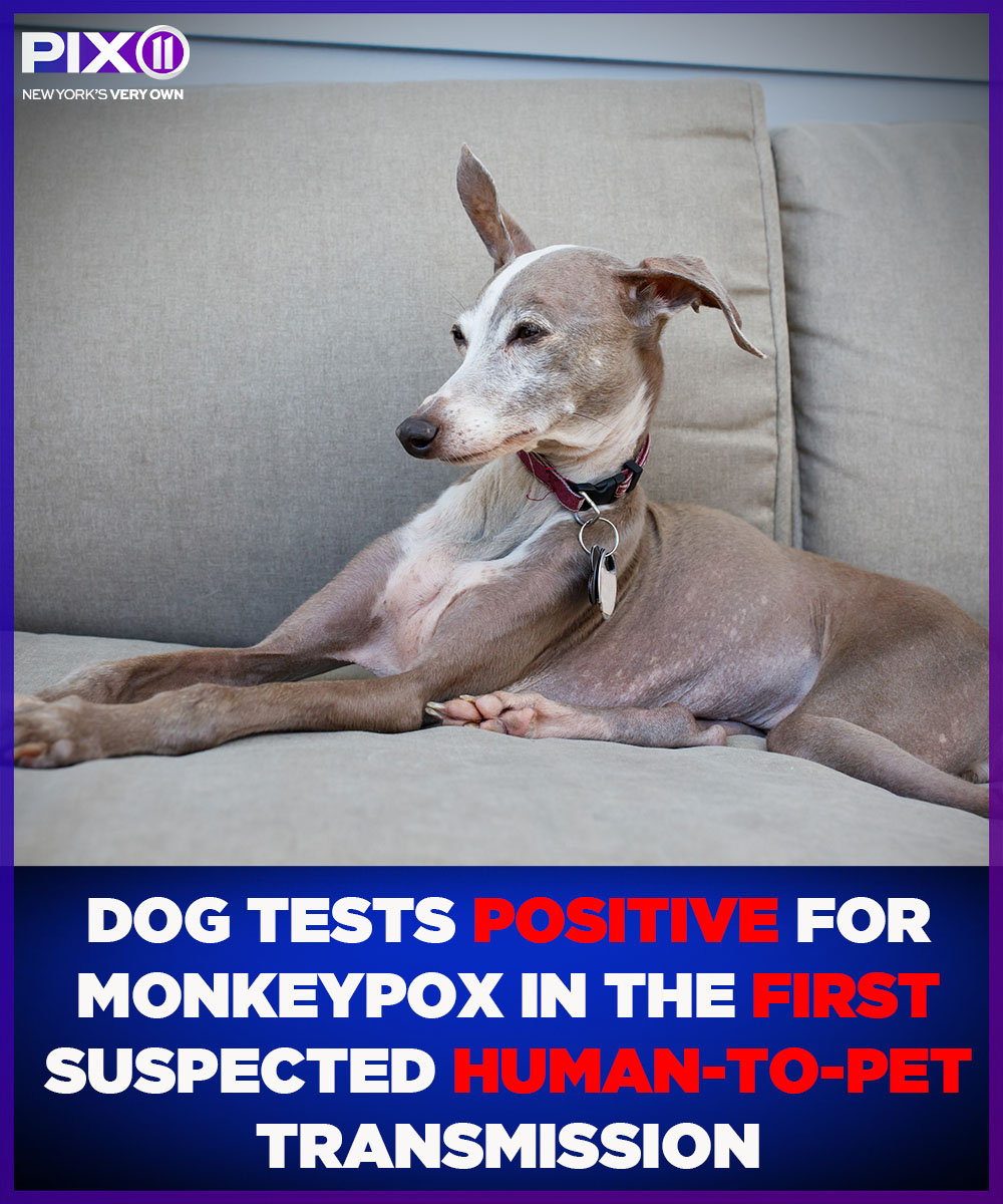 Can Dog Blood Infect Humans