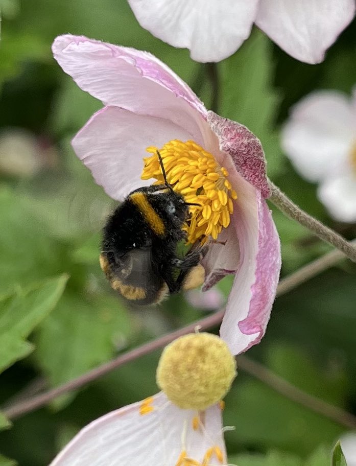 JohnTJackson's tweet photo. Spotted this busy bee today. Nature gives us everything we need. Time for us to give nature everything it needs.
#ClimateEmergency https://t.co/TnkRZg5apd