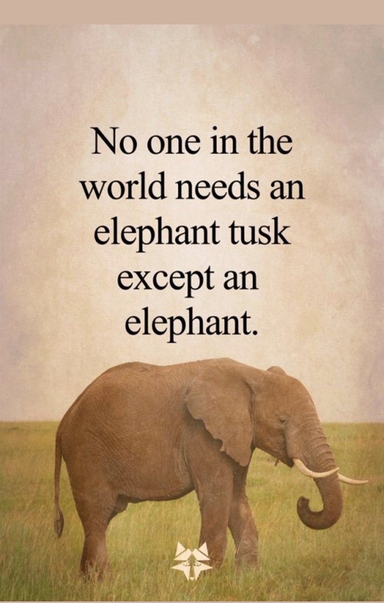 SatOnMeeting's tweet photo. IF you buy IVORY, you've just created the demand for another elephant to be killed‼️😔🥺💔
#poaching #ivoryfree #wildlifecrime #awareness #Complicit #wildlifeprotection  💖🐘 https://t.co/d2zhDQuIIY