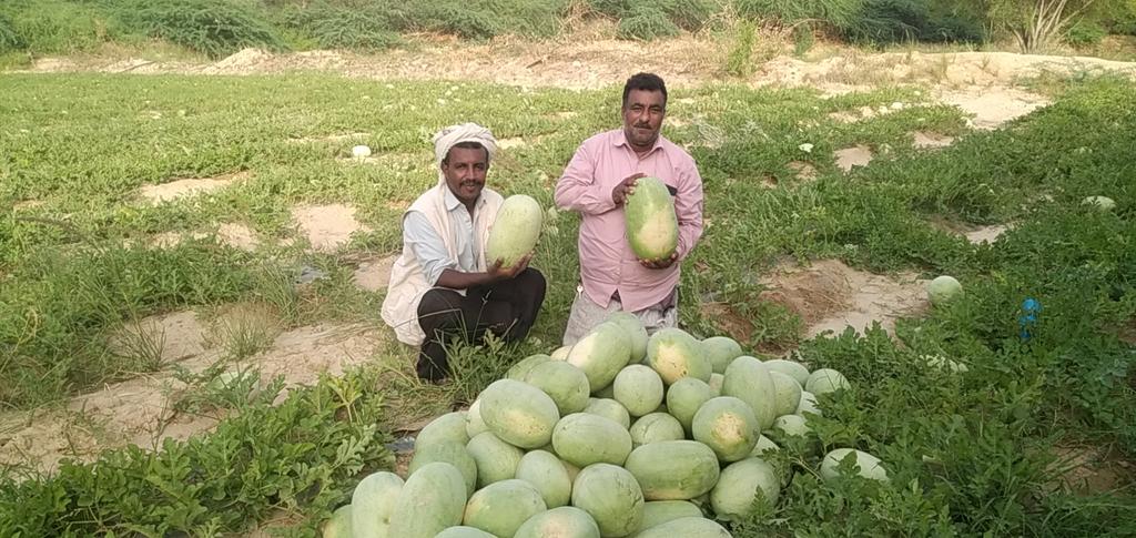 sVTI4bpviSjFi65's tweet photo. مع المتابعه والاشراف المستمر نحصد الانتاج الافضل والجوده العاليه. #ميفعه #شبوة خالص شكري وتقديري  لوكاله #smeps وللجمعيه الكويتيه للاغاثة  @SMEPSYEMEN @ksr_ye @ksr_kw @SFDYemen https://t.co/9jktvBFGcl