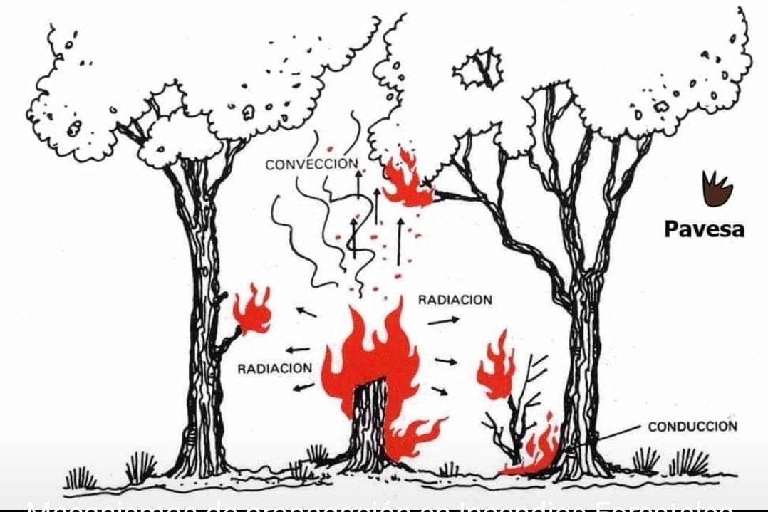 El Batefuegos 🔥 tweet media