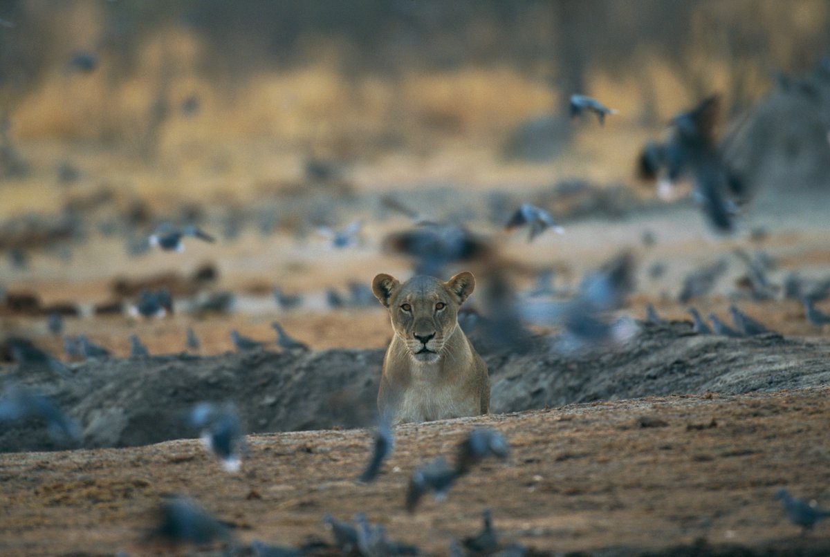 ILCP's tweet photo. Lioness disturbs a flock of pigeons.
© Beverly Joubert / iLCP
__
#lion #ilcp_photographers #conservationphotographers #wildlifephotography #pigeons #wildlifeconservation #lionness #protectourplanet #ecophotography #ecofilm https://t.co/2pZGmllUlI
