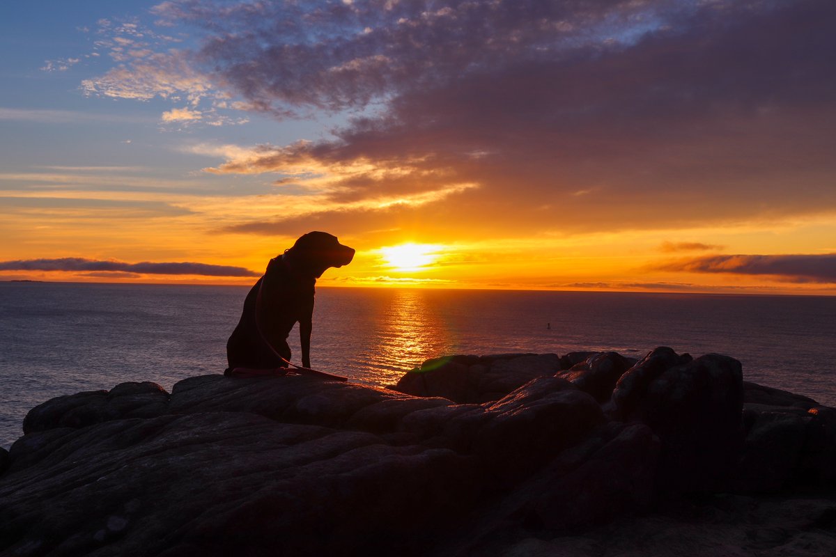 alison_wanders's tweet photo. @JessonaJourney Excellent time to visit! I live in Acadia and love hiking there. Sargent Mountain is nice and not as crowded as Cadillac! Parkman and Bald mountains make a nice loop. My dog Wander and I often visit Otter Cliffs and Ocean Path and recommend that area for a less crowded sunrise. https://t.co/Qjeu1XxHCH