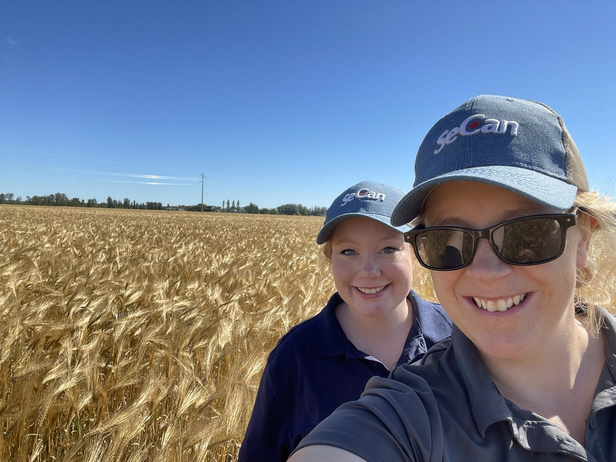 TanjaGahwiler's tweet photo. Blessed with some beautiful weather to measure our growth regulator trials before they get harvested #TemAg #harvest22 https://t.co/4wzs0NqjHj
