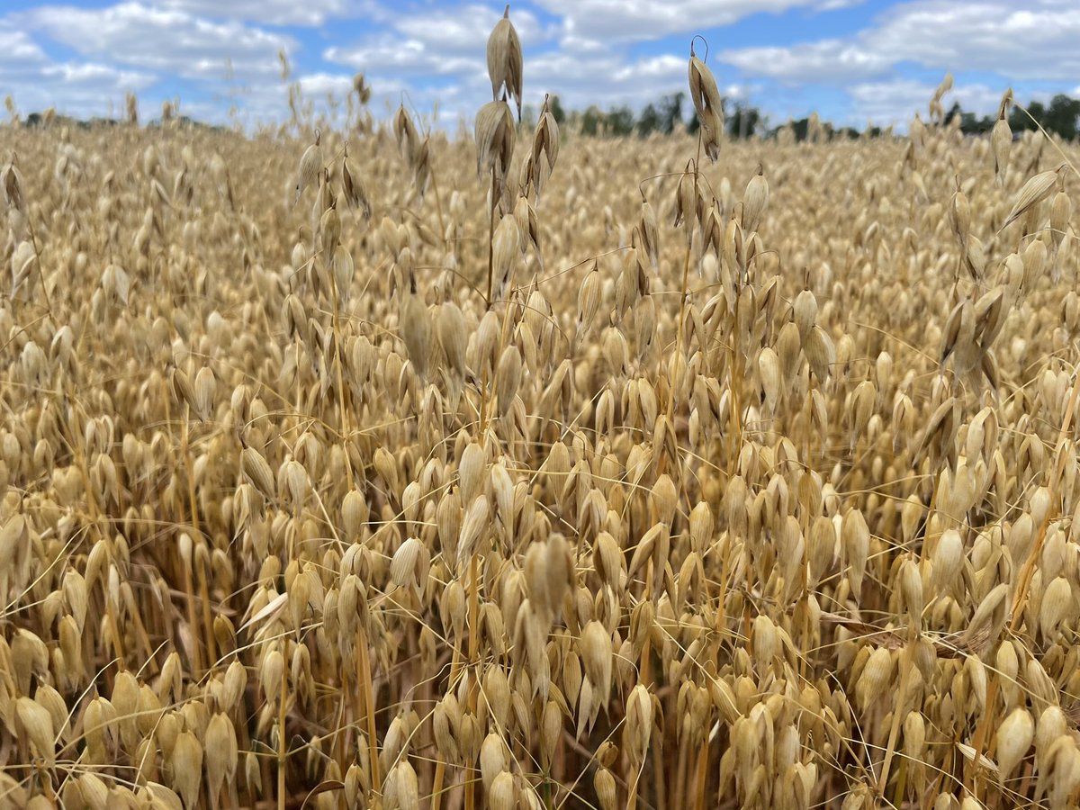 TanjaGahwiler's tweet photo. Blessed with some beautiful weather to measure our growth regulator trials before they get harvested #TemAg #harvest22 https://t.co/4wzs0NqjHj