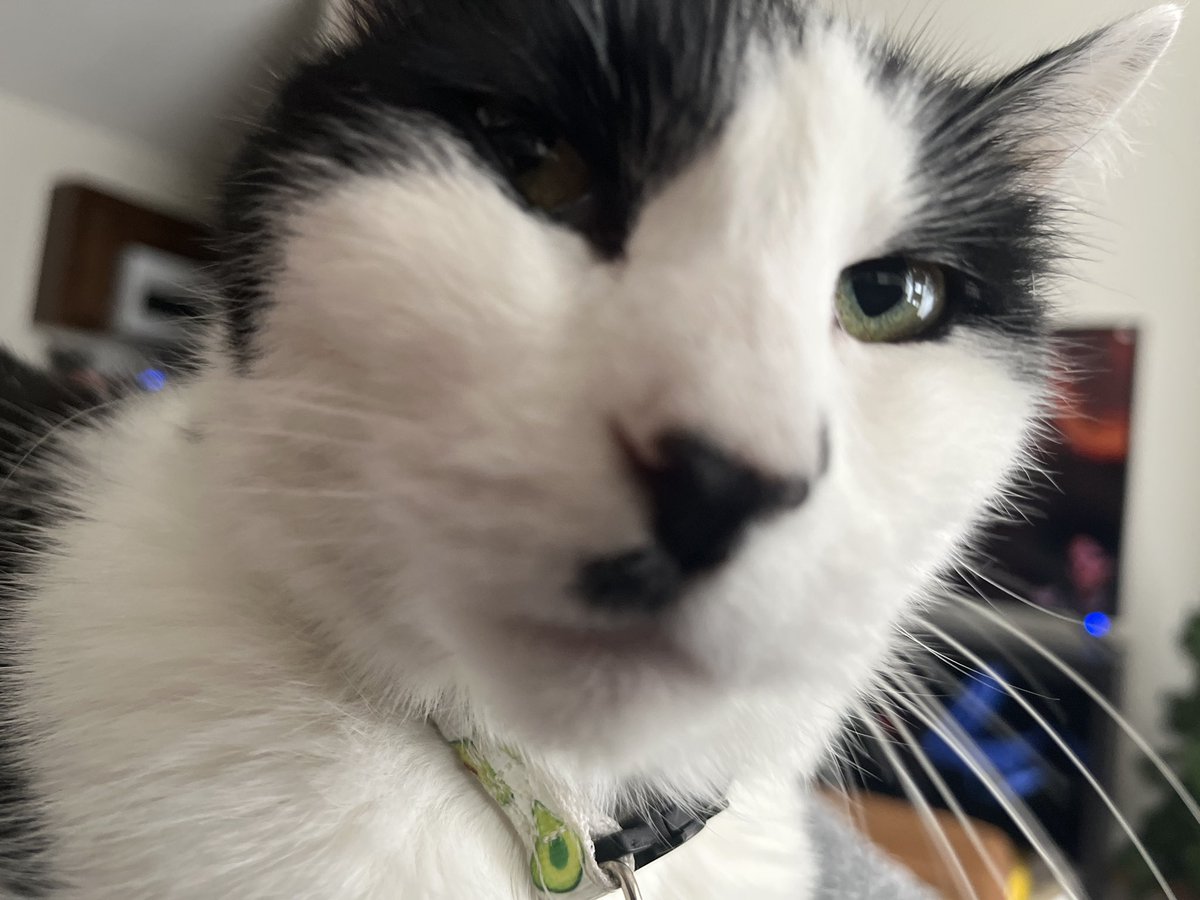 da smoochers tweet media