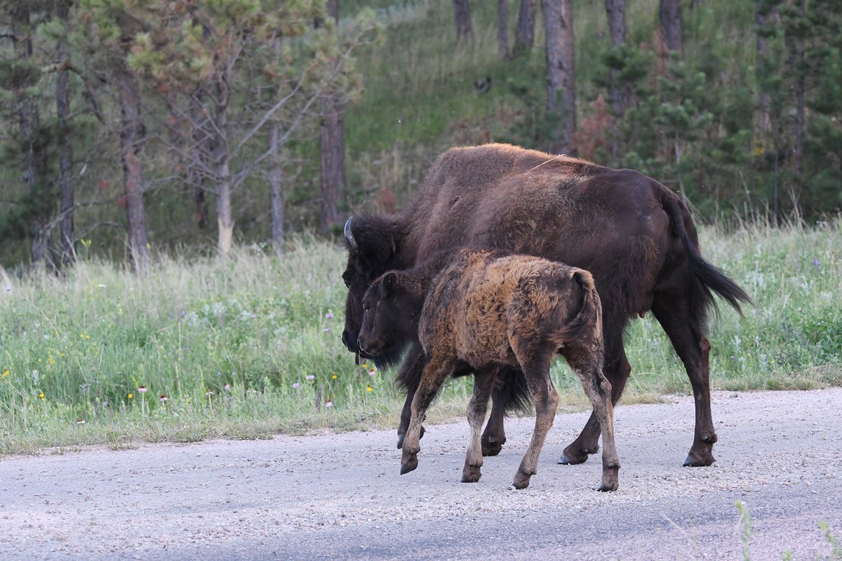 nationalbison's tweet photo. ~TEACHABLE TUESDAY~
These two photos show a young calf with a cinnamon-colored coat and a calf around four to five months old and shedding off the baby coat for the chocolate-colored adult coat.
#bisoncalves #growingup #playtime #growthspurt  #regenerativebynature https://t.co/9IBy2jQN8D