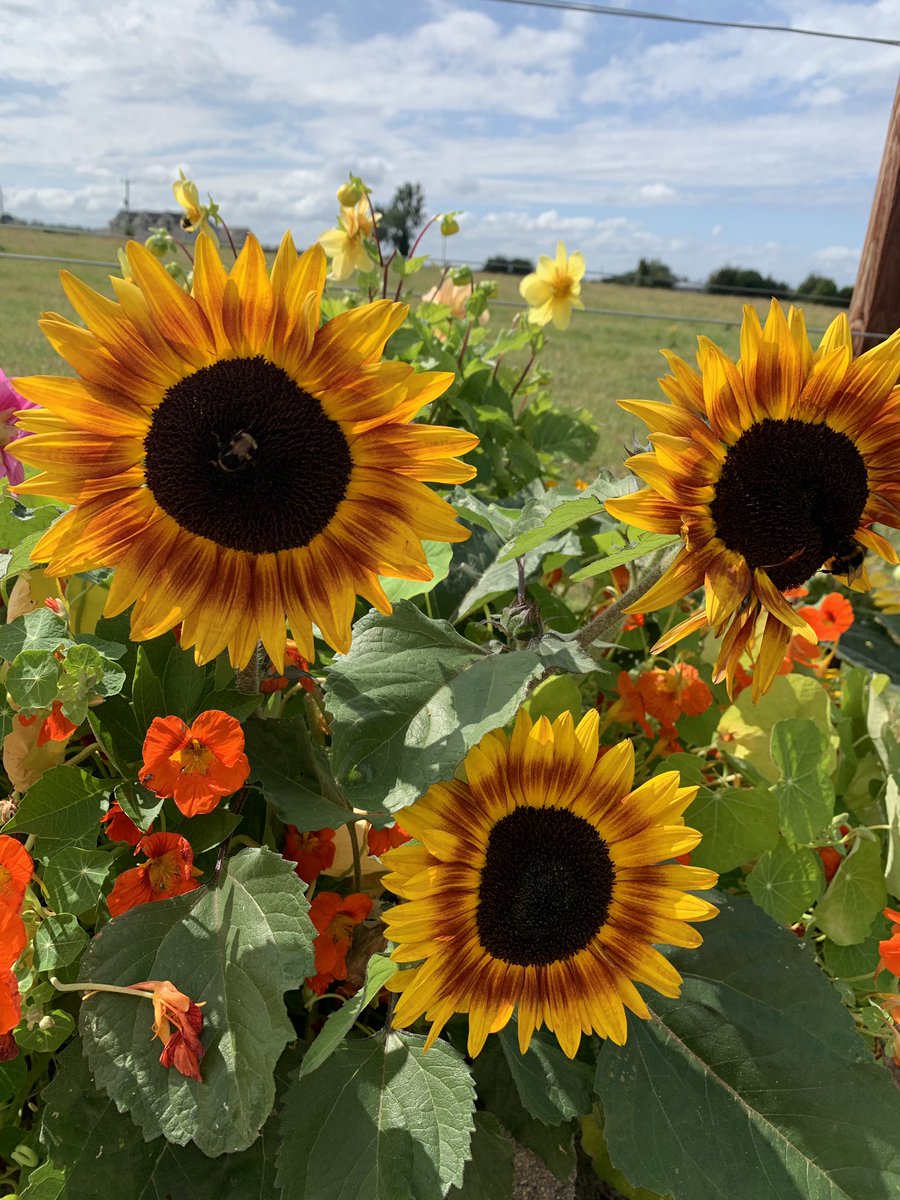 msbelldfarm's tweet photo. @MandyBryson Loving this variety miniature and darker https://t.co/9xLtKYkFuj