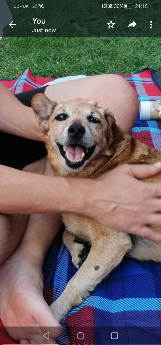 zoe__'s tweet photo. Pepper is sleeping out so I'm having a totally normal one and looking at photos of her nearly crying coz she's so great 🥺 https://t.co/QR5IwqqWf2